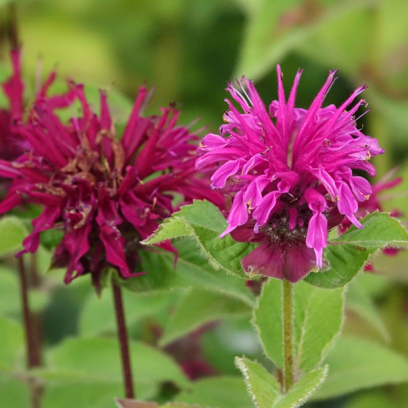 Monarda Bee True - Monarde (Floraison)