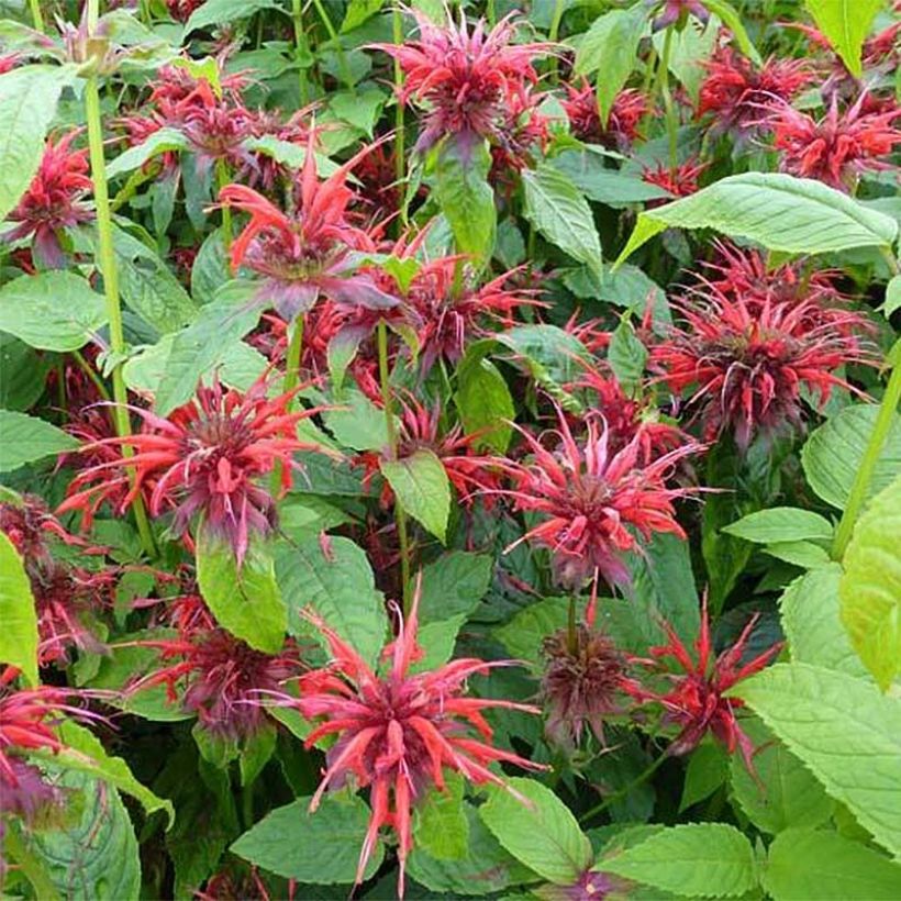 Monarde Cambridge Scarlet -Thé d'Oswego Cambridge Scarlet - Monarda Bergamote (Floraison)