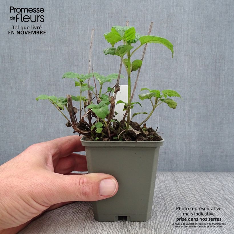 Spécimen de Monarda Gardenview Scarlet - Bergamote écarlate Godet de 8/9 cm tel que livré en automne