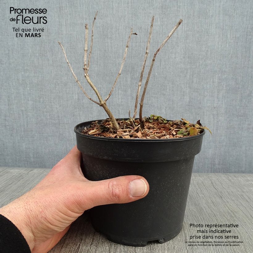 Spécimen de Monarda Gardenview Scarlet - Bergamote écarlate Pot de 2L/3L tel que livré en hiver