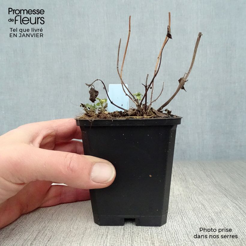 Spécimen de Monarde Beauty of Cobham - Bergamote rose Godet de 8/9 cm tel que livré en hiver