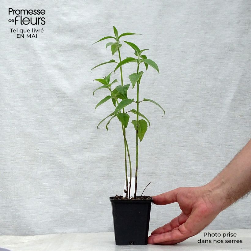 Spécimen de Monarde Blaustrumpf - Bergamote lilas foncé Godet de 8/9 cm tel que livré au printemps