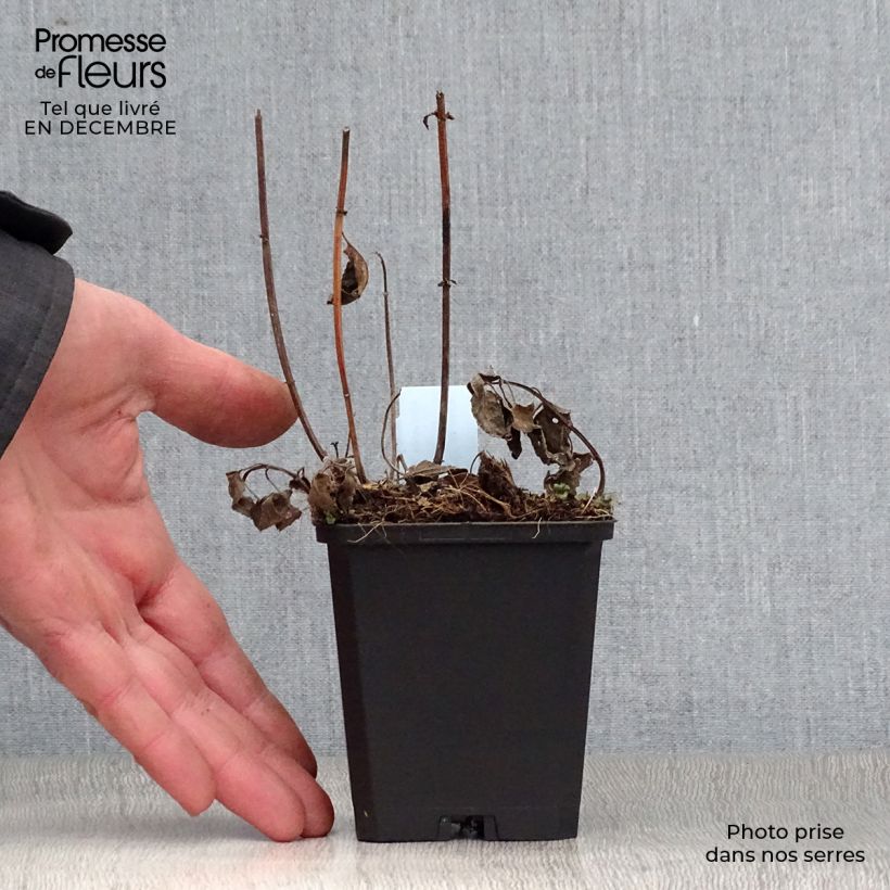 Spécimen de Monarde Blaustrumpf - Bergamote lilas foncé Godet de 8/9 cm tel que livré en hiver