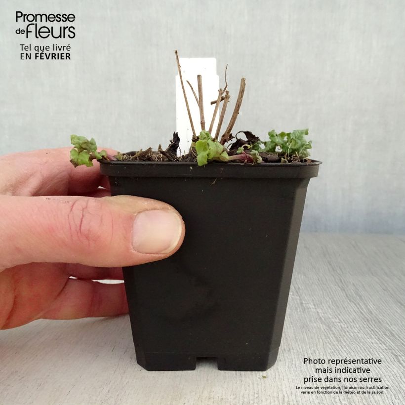 Spécimen de Monarde Cambridge Scarlet -Thé d'Oswego Cambridge Scarlet - Monarda Bergamote  Godet de 8/9 cm tel que livré en hiver