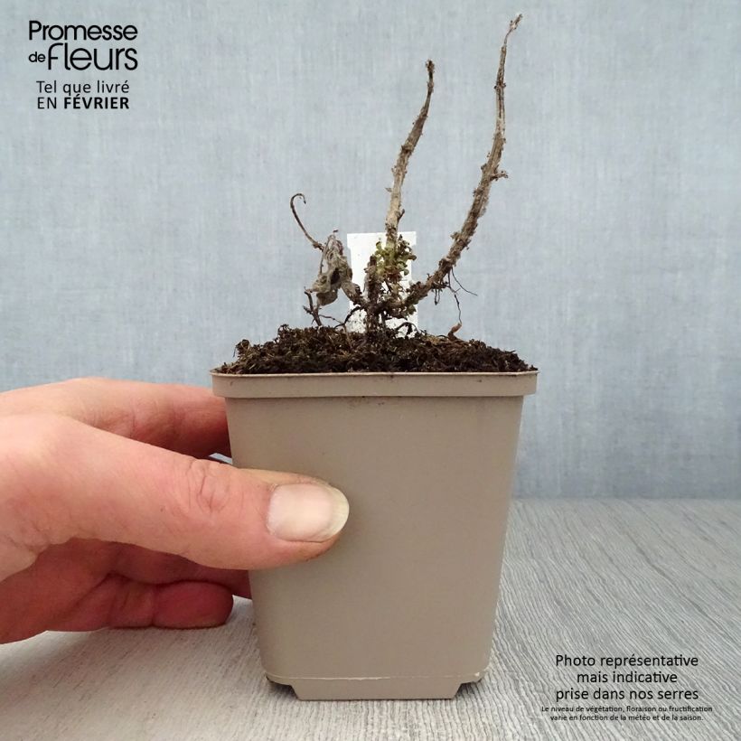 Spécimen de Monarde Cranberry Lace - Bergamote rose pourpré Godet de 8/9 cm tel que livré en hiver