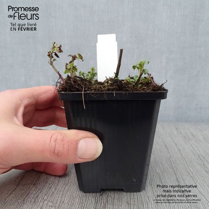 Spécimen de Monarde Dancing Bird - Thé d'Oswego Dancing Bird - Monarda 'Allmobird' DANCING BIRD Godet de 8/9 cm tel que livré en hiver