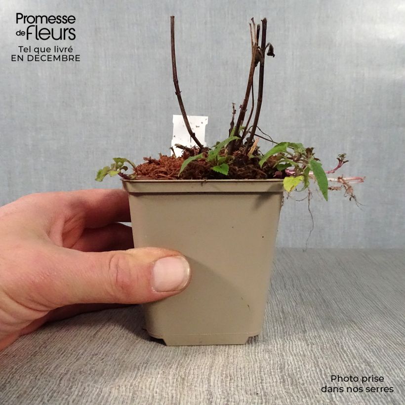 Spécimen de Monarde Feuerschopf - Bergamote rouge intense. Godet de 8/9 cm tel que livré en hiver