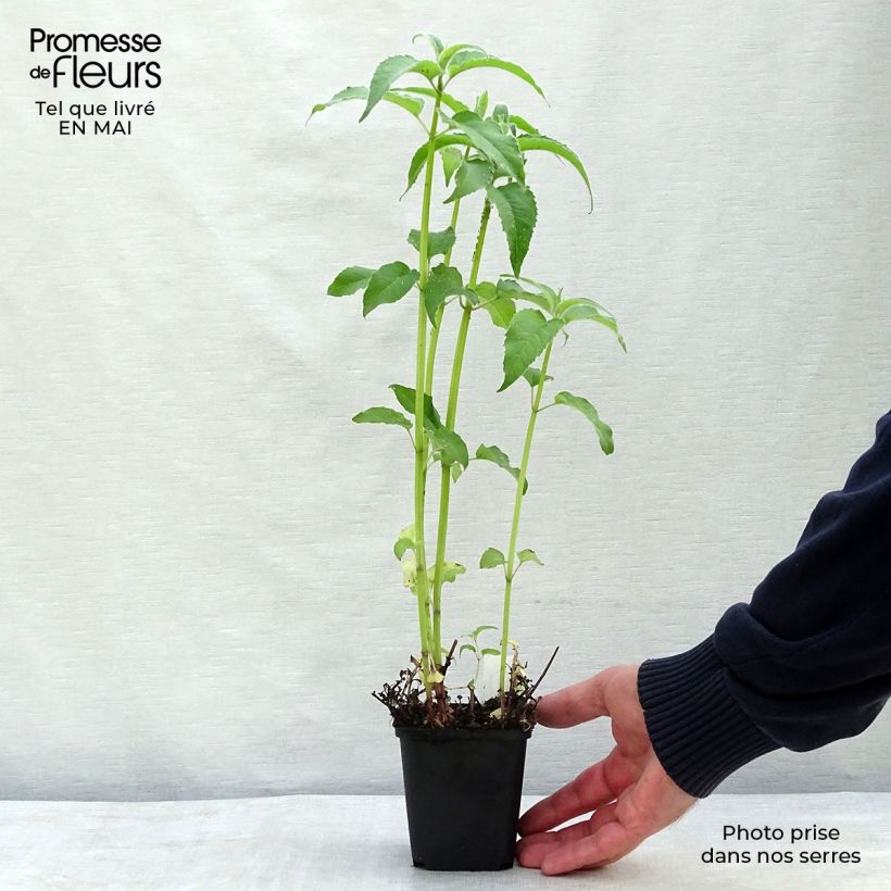 Bergamota silvestre Feuerschopf Maceta de 8/9 cm Ejemplar entregado en la primavera