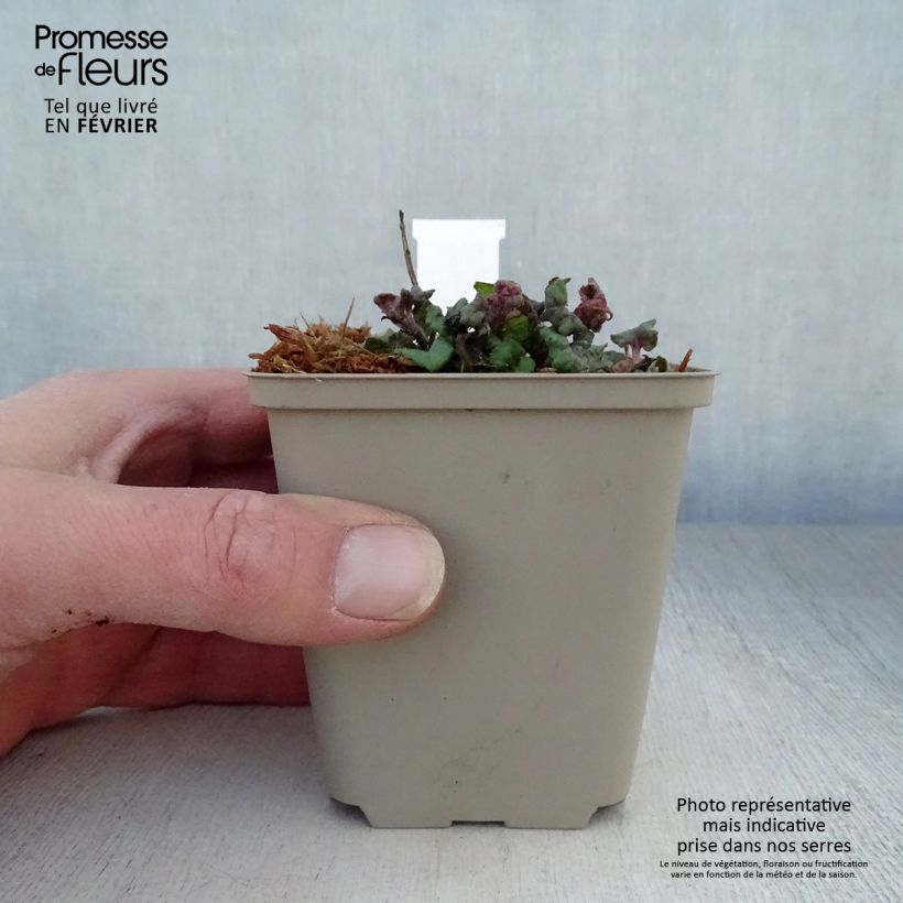 Spécimen de Monarde Fireball - Bergamote rouge Godet de 8/9 cm tel que livré en hiver