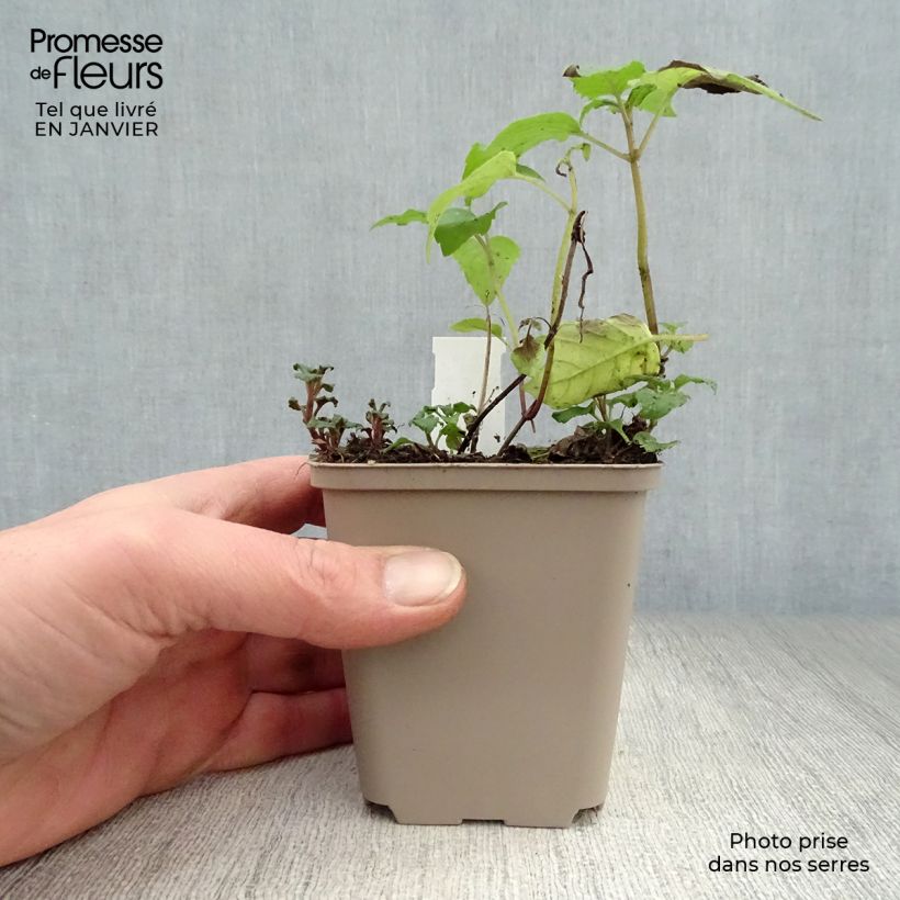 Spécimen de Monarde Gewitter Wolke - Bergamote rose tyrien Godet de 8/9 cm tel que livré en hiver