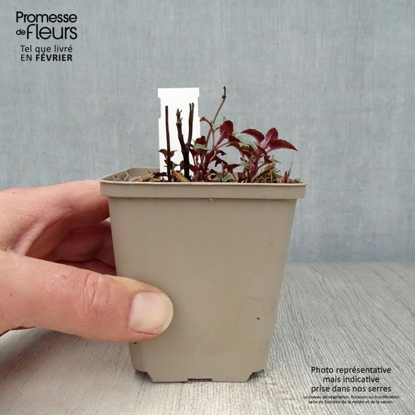 Spécimen de Monarde Heidelerche - Bergamote rose-rouge Godet de 8/9 cm tel que livré en hiver