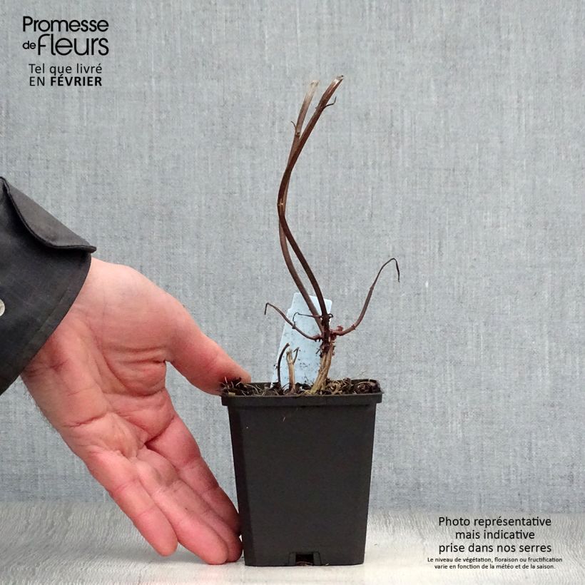 Spécimen de Monarde Jacob Cline - Bergamote rouge Godet de 8/9 cm tel que livré en hiver