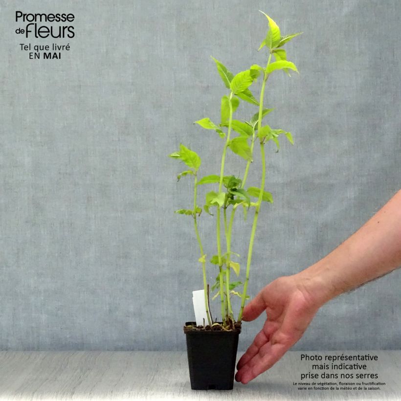 Spécimen de Monarde Jacob Cline - Bergamote rouge Godet de 8/9 cm tel que livré au printemps