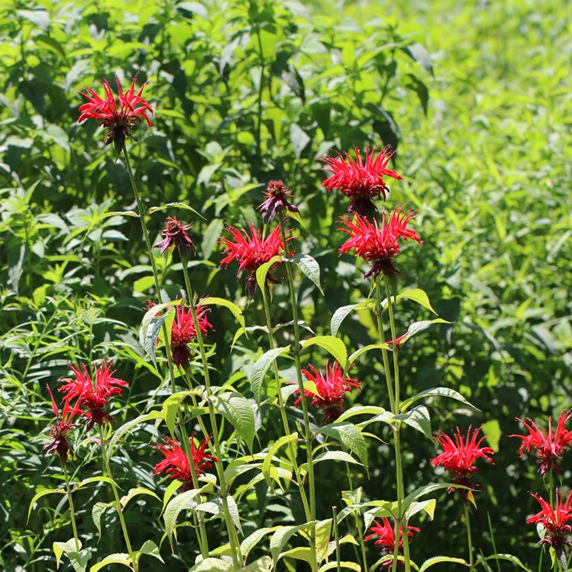 Monarde Jacob Cline - Bergamote rouge (Port)
