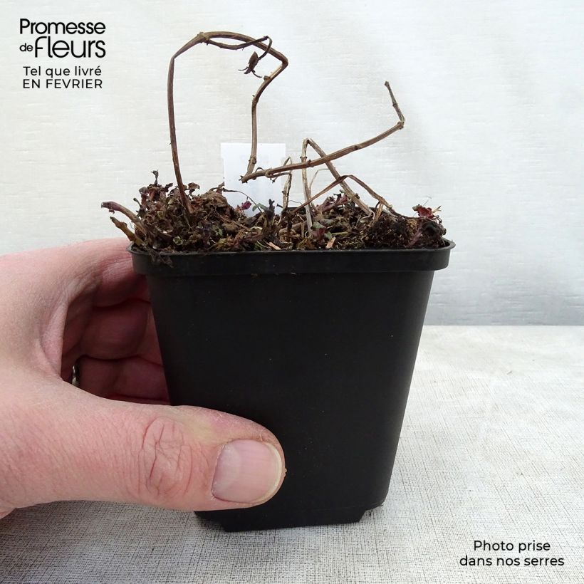 Spécimen de Monarde Melissa - Bergamote Godet de 8/9 cm tel que livré en hiver