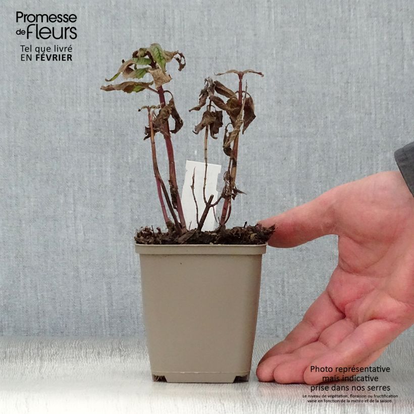 Spécimen de Monarde Petite Delight - Bergamote naine, rose franc. Godet de 8/9 cm tel que livré en hiver