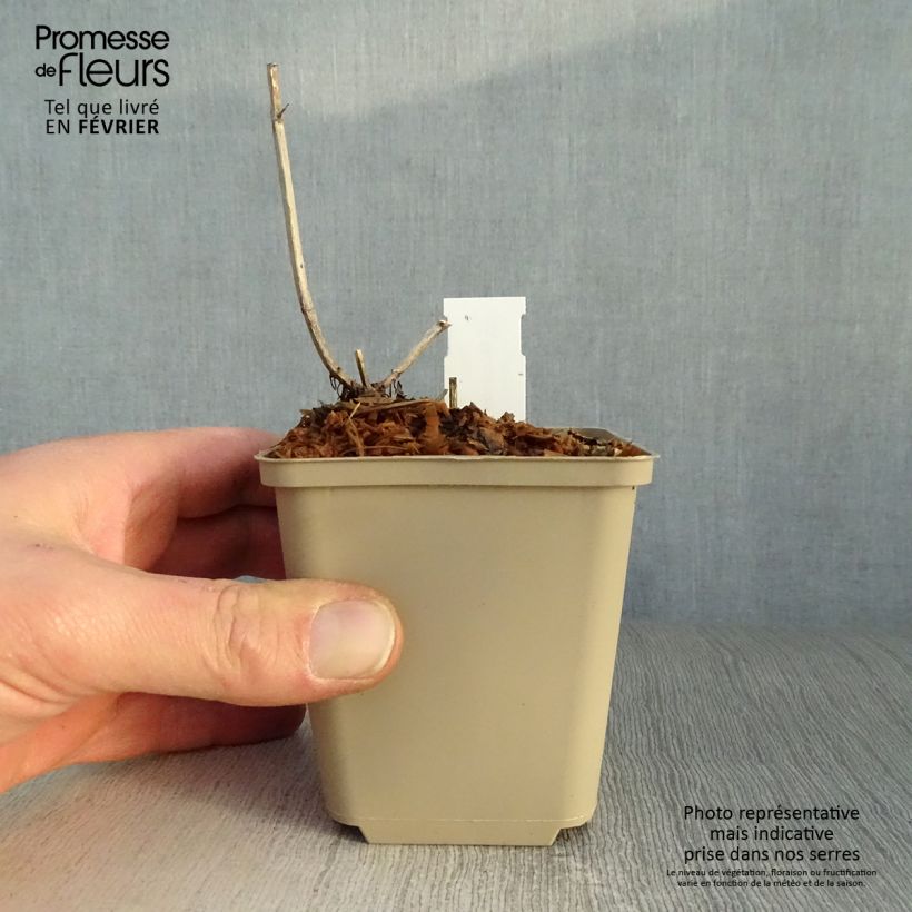 Spécimen de Monarde Pink Lace - Bergamote compacte, rose foncé Godet de 7/8 cm tel que livré en hiver