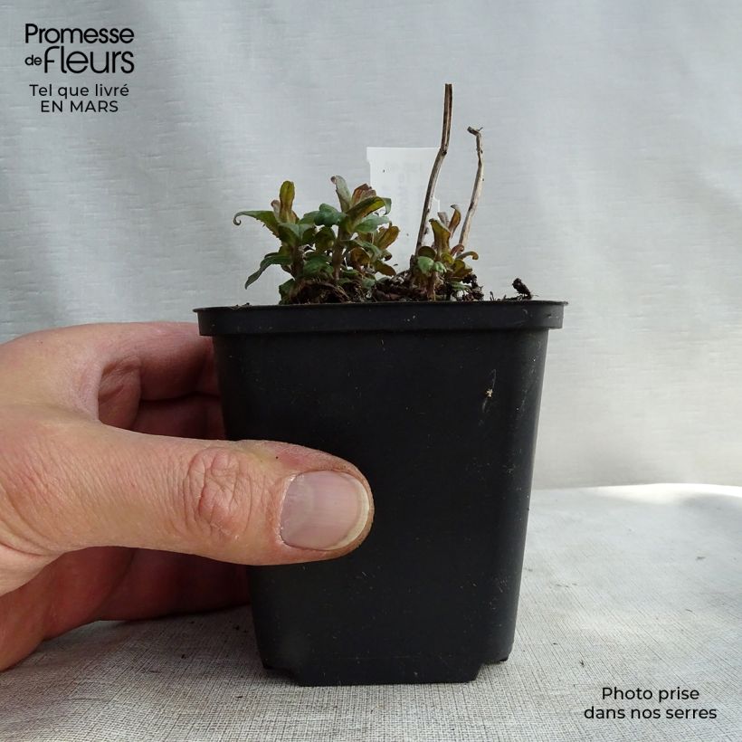 Spécimen de Monarde Purple Lace - Bergamote Godet de 8/9 cm tel que livré en hiver