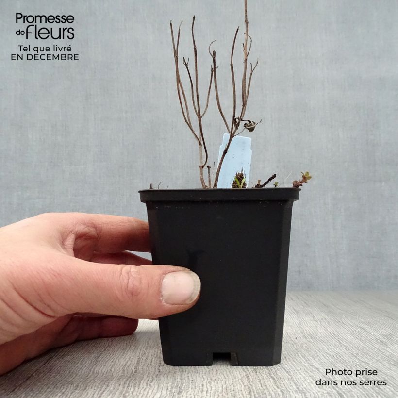 Spécimen de Monarde Schneewittchen - Bergamote Godet de 8/9 cm tel que livré en hiver