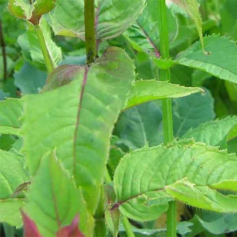 Monarde Scorpion - Bergamote lie-de-vin (Feuillage)
