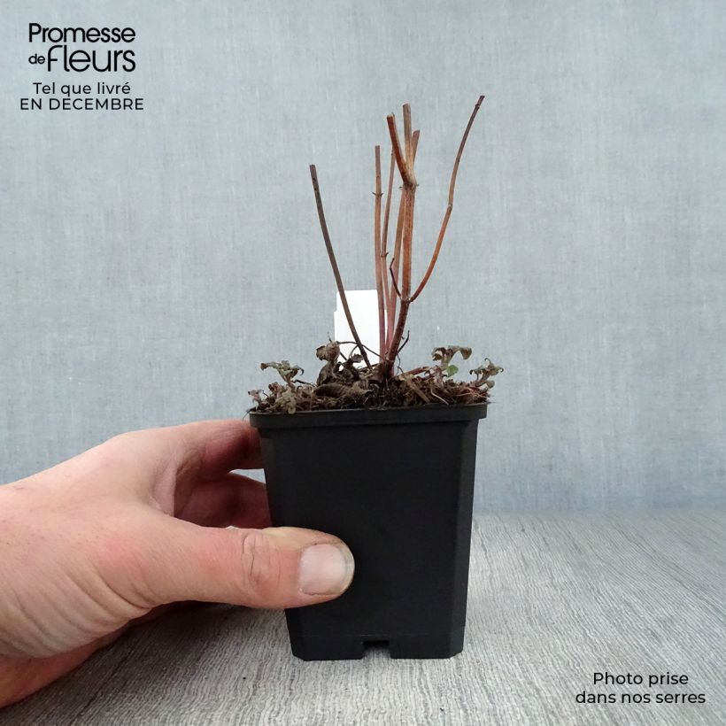 Spécimen de Monarde Scorpion - Bergamote lie-de-vin Godet de 8/9 cm tel que livré en hiver