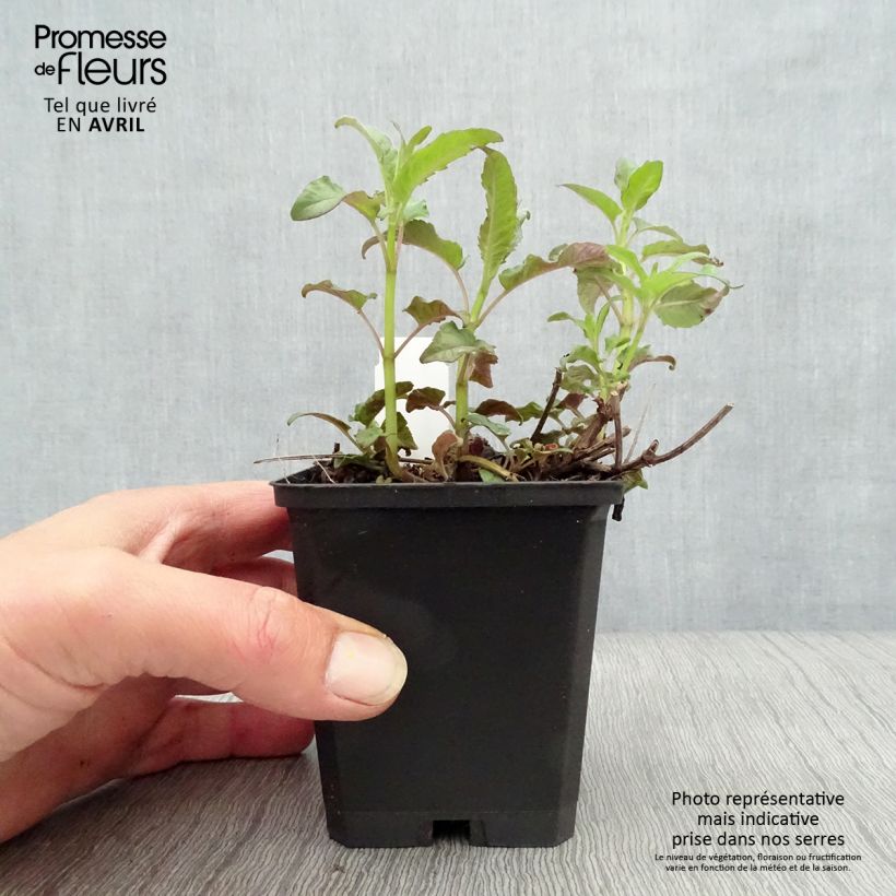 Monarda Scorpion Vasetto da 8/9 cm esemplare consegnato in primavera