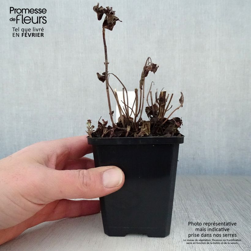 Spécimen de Monarde Squaw - Thé d'Oswego Squaw - Monarda Bergamote Squaw Godet de 8/9 cm tel que livré en hiver