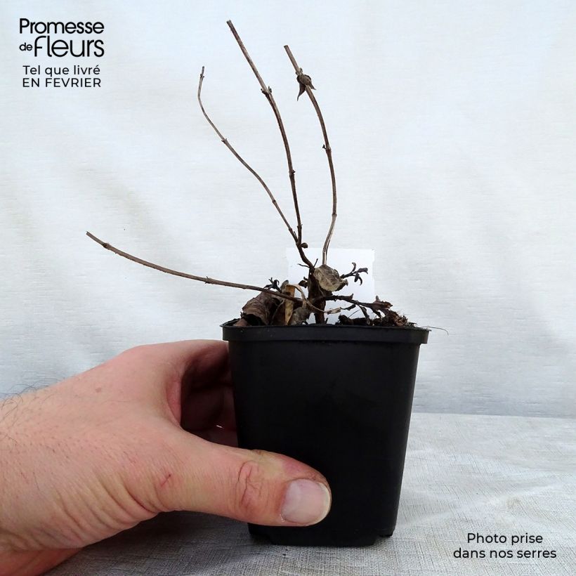 Spécimen de Monarde bradburiana - Bergamote sauvage Godet de 8/9 cm tel que livré en hiver