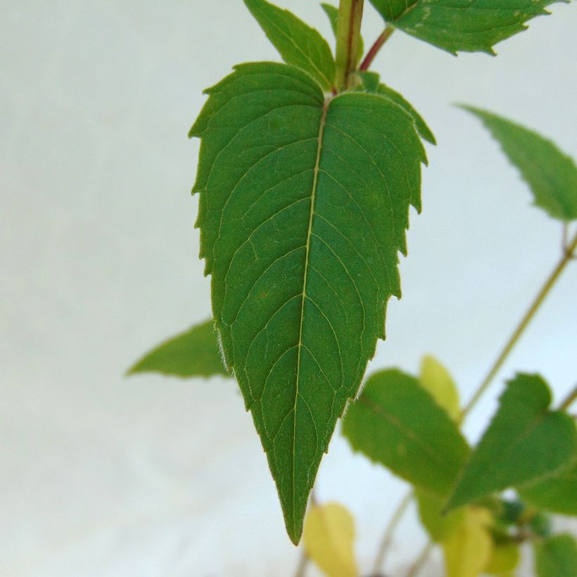 Monarde fistulosa menthifolia - Bergamote sauvage (Feuillage)