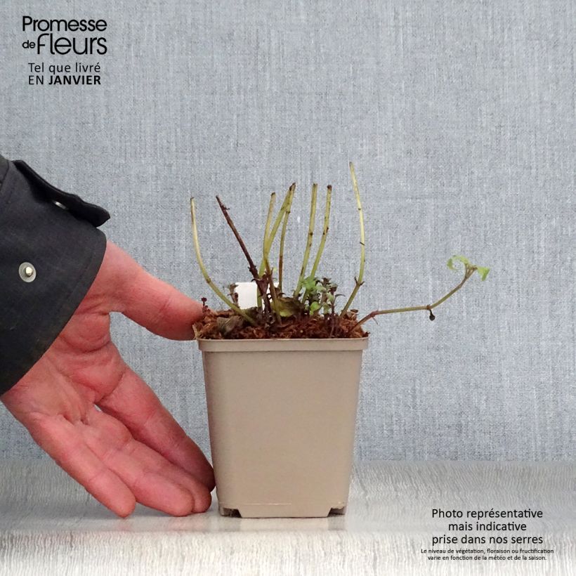 Spécimen de Monarde fistulosa menthifolia - Bergamote sauvage Godet de 8/9 cm tel que livré en hiver