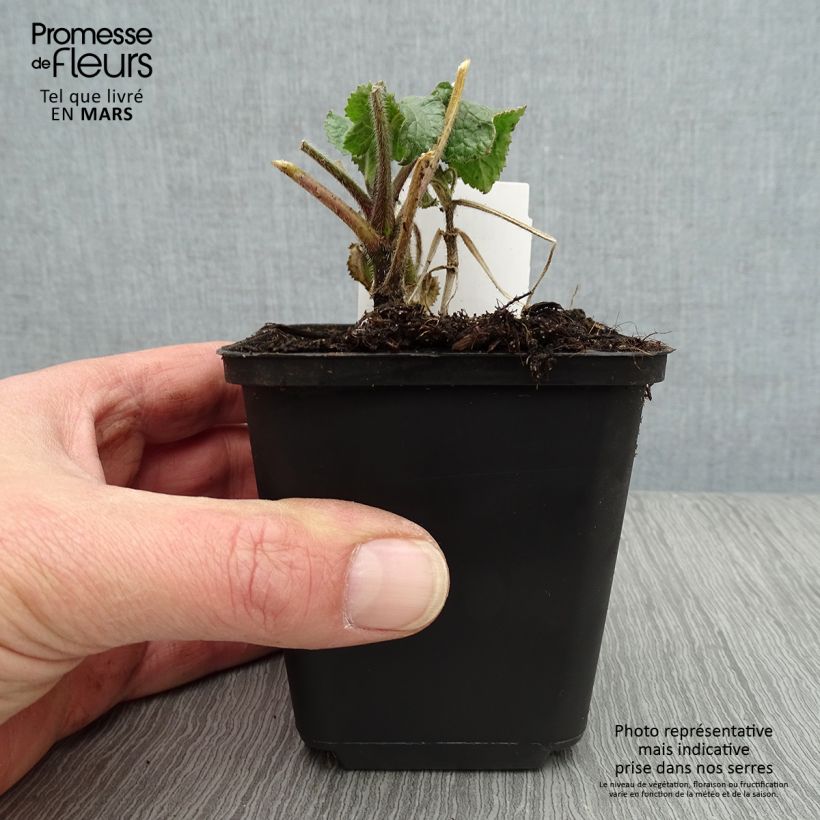 Spécimen de Monnaie du Pape Blanche - Lunaria annua Alba Godet de 8/9 cm tel que livré au printemps