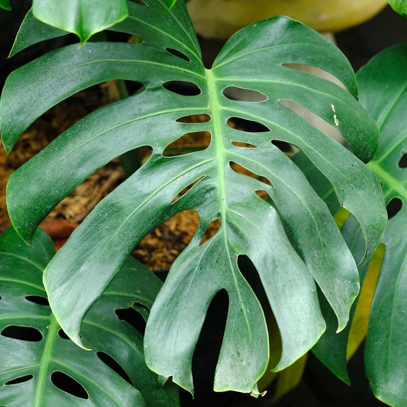Monstera deliciosa - Faux-philodendron (Feuillage)