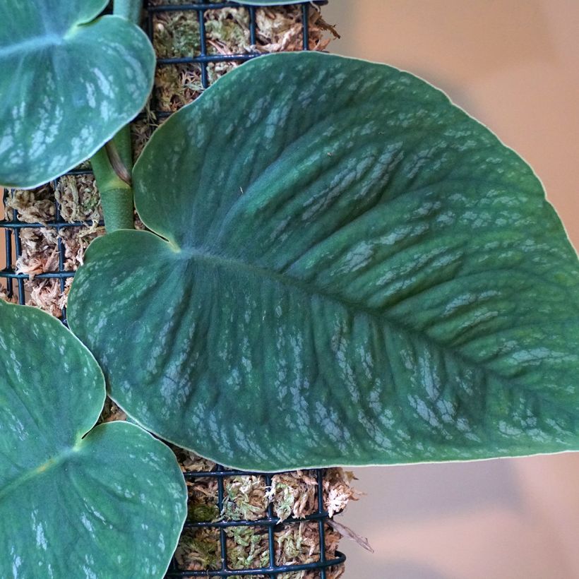 Monstera dubia (Feuillage)