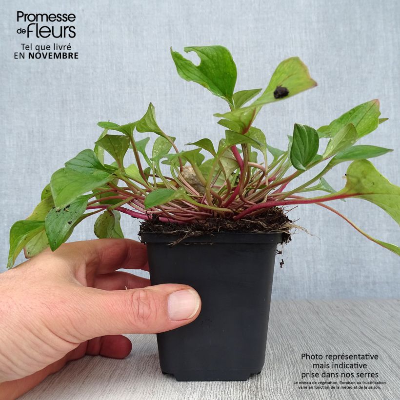 Spécimen de Montia ou Claytonia sibirica Godet de 8/9 cm tel que livré en automne