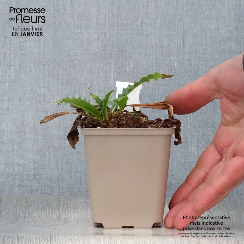 Spécimen de Morina longifolia Godet de 8/9 cm tel que livré en hiver