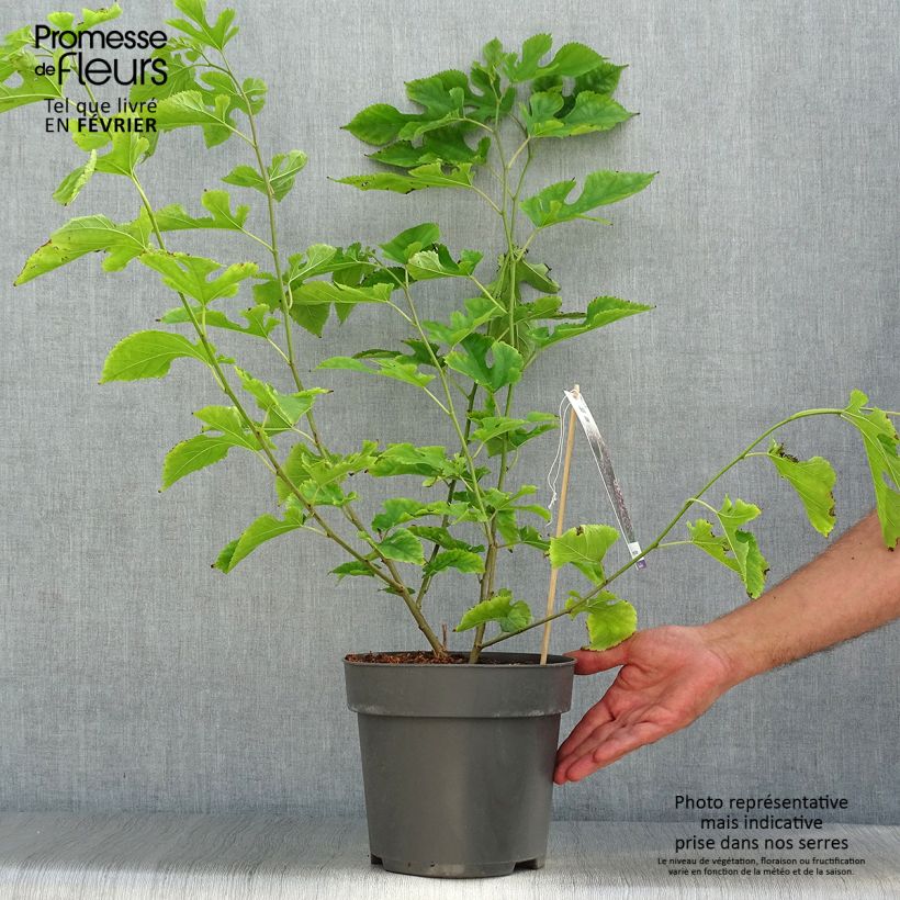 Spécimen de Morus acidosa Mulle - Mûrier de Corée Pot de 3L/4L tel que livré en automne