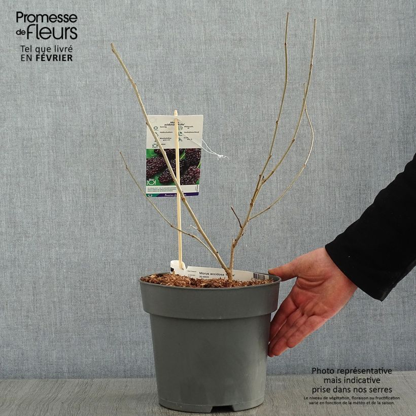 Spécimen de Morus acidosa Mulle - Mûrier de Corée Pot de 3L/4L tel que livré en hiver