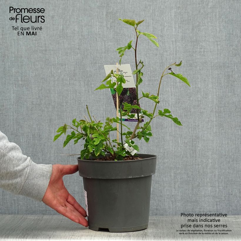 Spécimen de Morus acidosa Mulle - Mûrier de Corée Pot de 3L/4L tel que livré au printemps