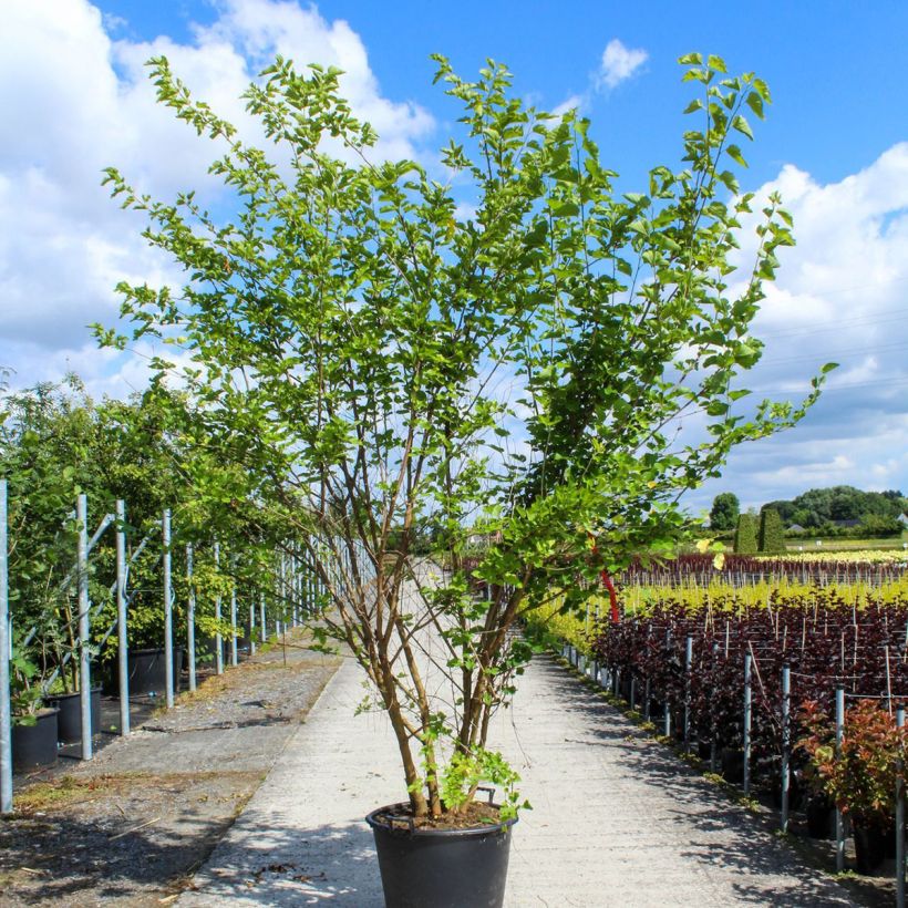 Spécimen de Morus alba - Mûrier blanc  Pot de 80L/90L, Cépée tel que livré au printemps