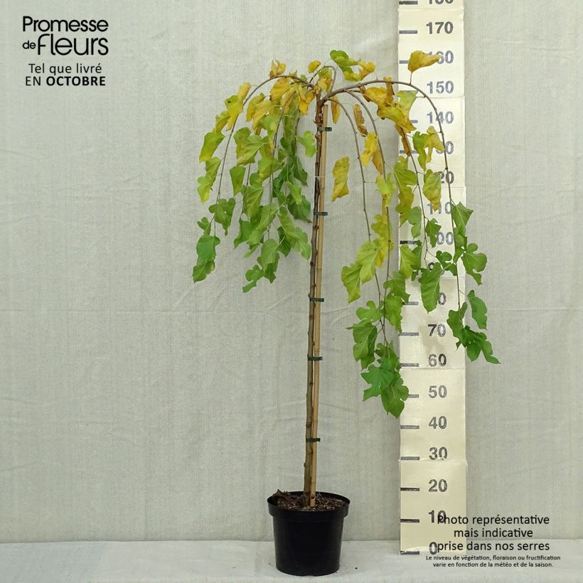 Spécimen de Morus alba Pendula - Mûrier blanc pleureur Pot de 7,5L/10L, Tige tel que livré en automne