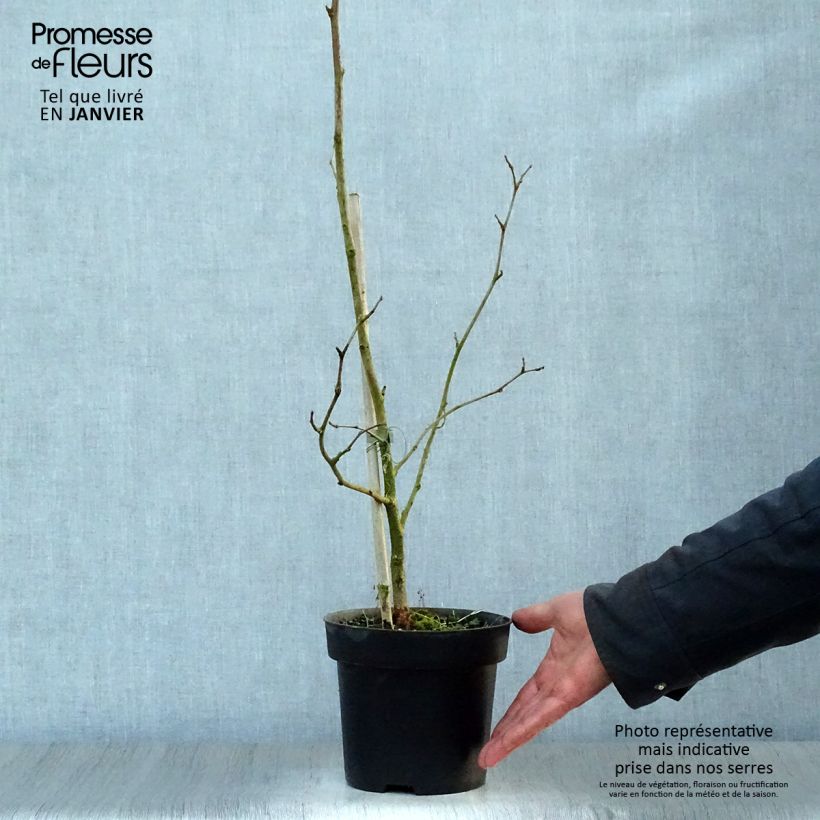 Spécimen de Morus nigra - Mûrier noir Pot de 1,5L/2L tel que livré en hiver
