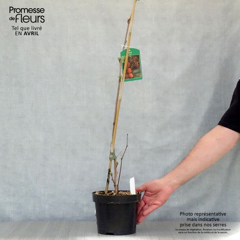 Spécimen de Morus nigra - Mûrier noir Pot de 1,5L/2L tel que livré au printemps