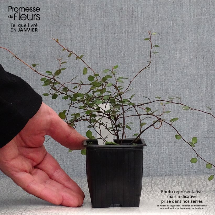 Spécimen de Muehlenbeckia complexa  Godet de 8/9 cm tel que livré en hiver
