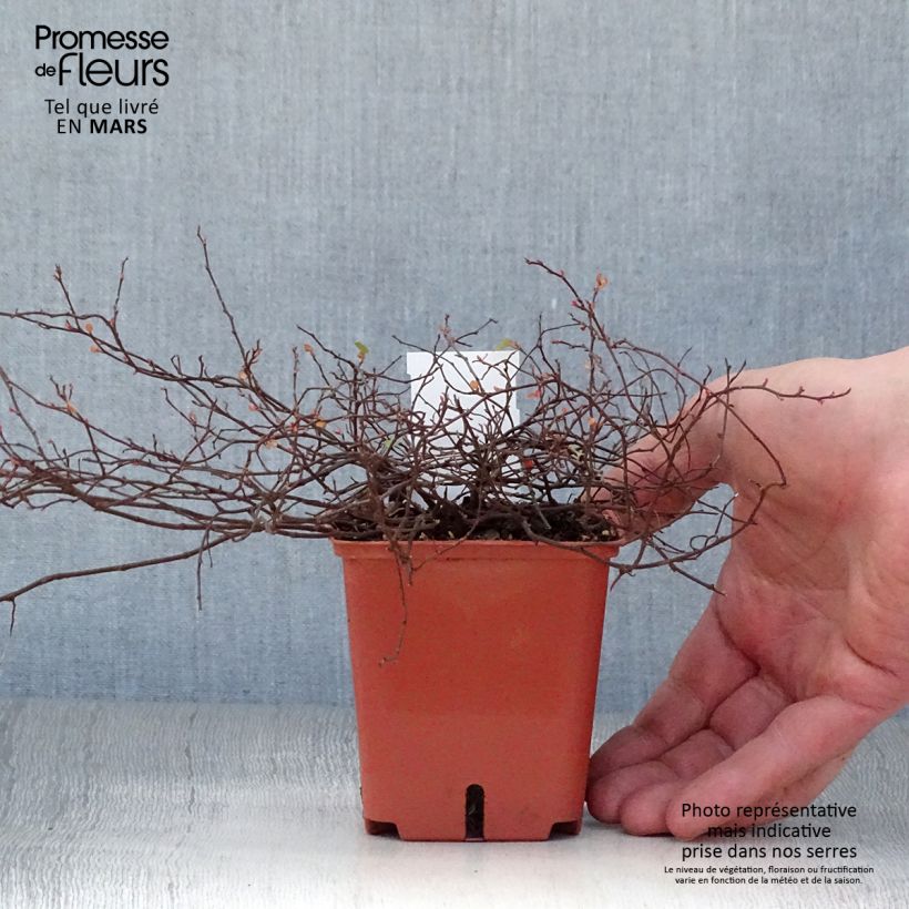 Spécimen de Muehlenbeckia complexa Golden Girl - Muehlenbeckie Godet de 8/9 cm tel que livré au printemps