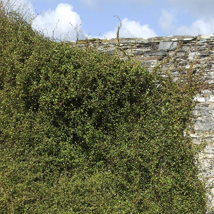 Muehlenbeckia complexa Sealand Compact (Port)