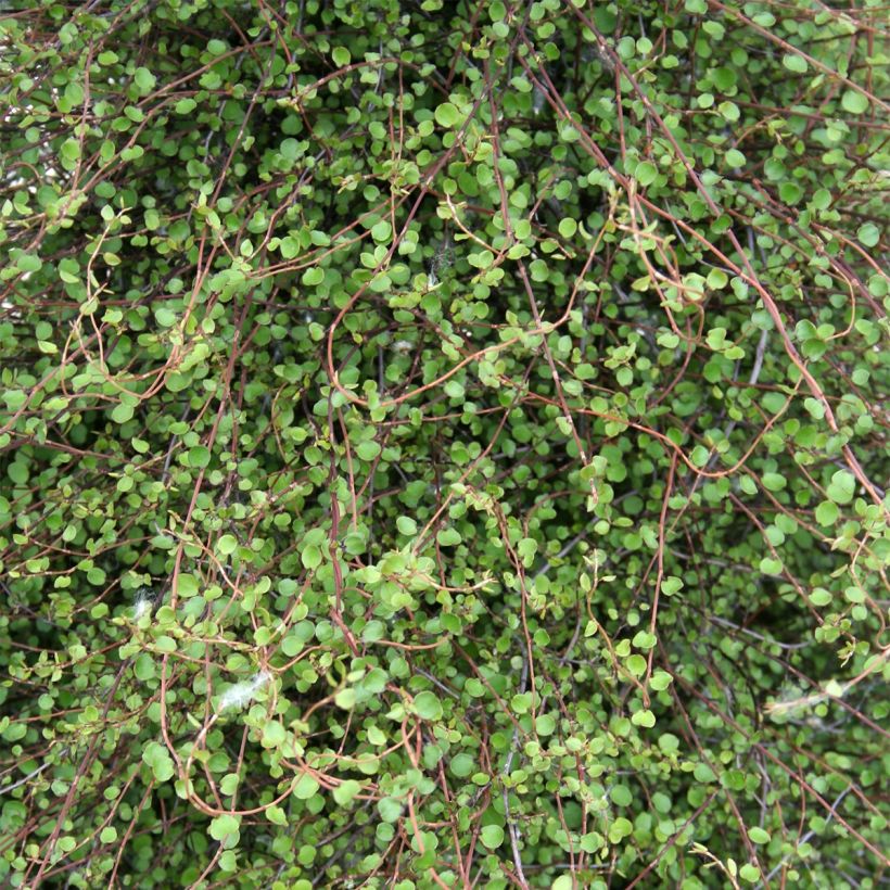 Muehlenbeckia complexa (Feuillage)
