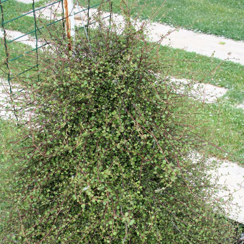 Muehlenbeckia complexa (Port)