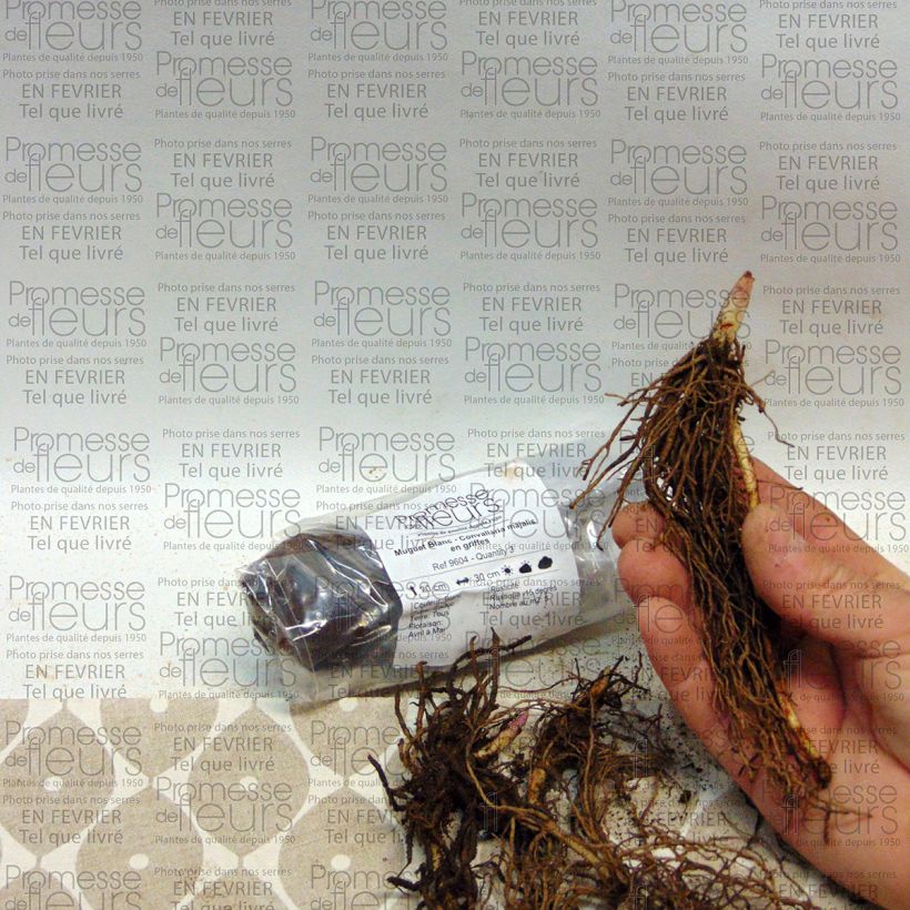Exemple de spécimen de Muguet Blanc - Convallaria majalis Bulbe, Calibre II, de taille à fleurir tel que livré