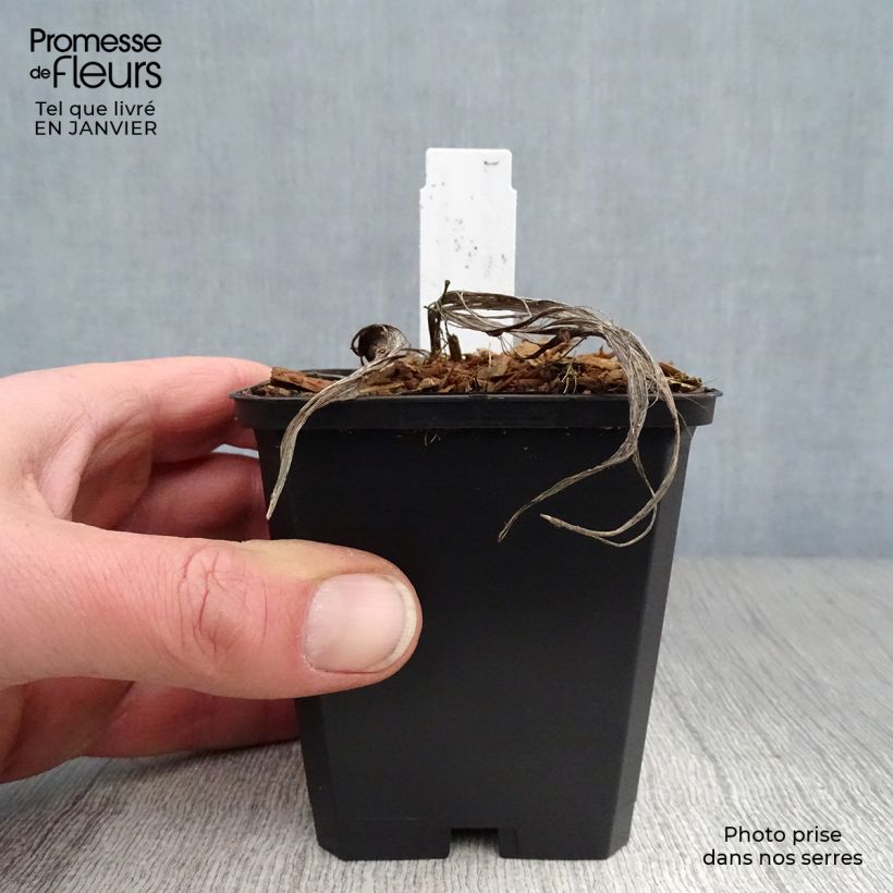 Spécimen de Muguet Blanc - Convallaria majalis Godet de 8/9 cm tel que livré en hiver