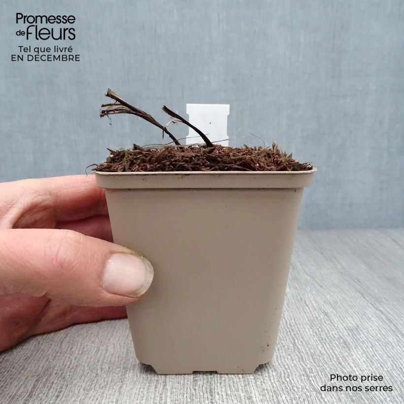 Spécimen de Muguet - Convallaria majalis Bordeaux Godet de 8/9 cm tel que livré en hiver